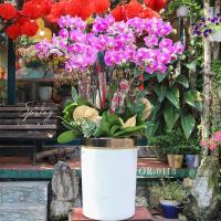 Moth Orchid 